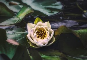 安心（あんじん）とは？